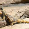 Armadillo Girdled Lizard 
