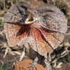 Frilled Lizard
