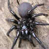 Sydney funnel-web spider