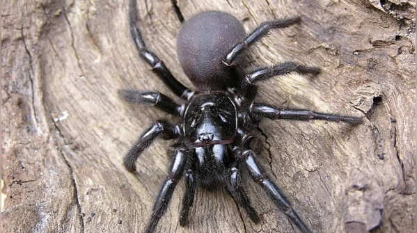 Sydney funnel-web spider