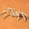 Six-eyed sand spider