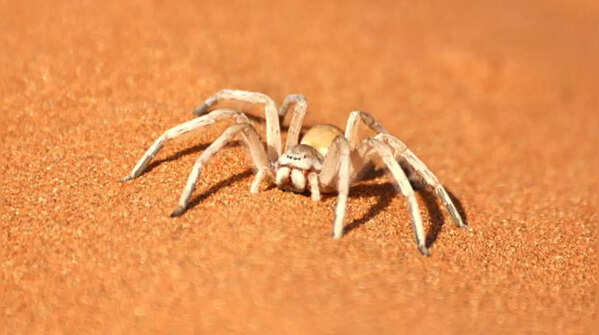 Six-eyed sand spider