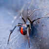 Redback spider