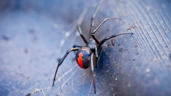 Redback spider