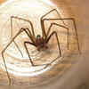 Brown recluse spiders