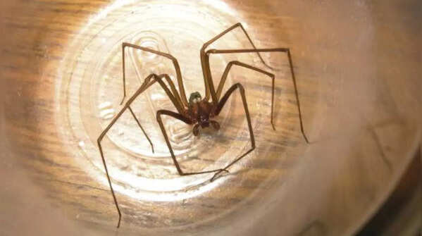 Brown recluse spiders