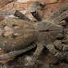 Brazilian wandering spider