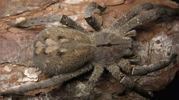 Brazilian wandering spider