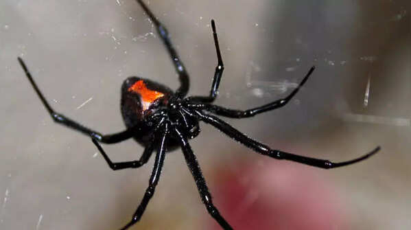 Black widow spider