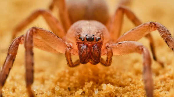 6 of the world's deadliest spiders that you should maintain a safe distance from
