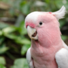 Parrots have tastebuds