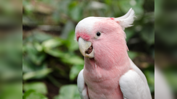 Parrots have tastebuds