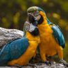 Parrots form strong and lifelong bonds