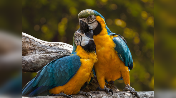 Parrots form strong and lifelong bonds