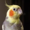 Parrots don’t have a vocal cord