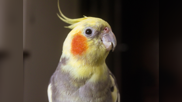 Parrots don’t have a vocal cord
