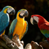 Their feathers do more than just look pretty!