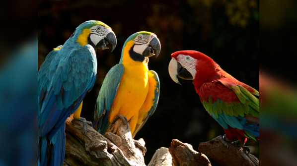 Their feathers do more than just look pretty!