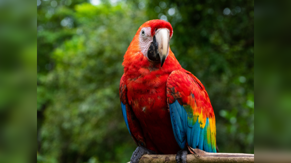 5 remarkable parrot facts that surprise almost everyone