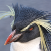Macaroni penguins