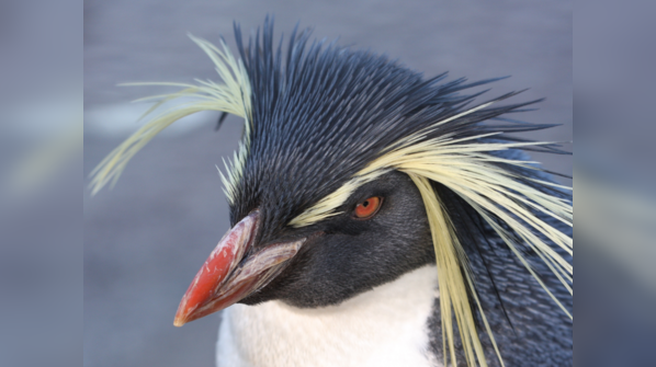 Macaroni penguins