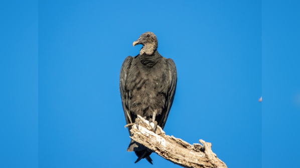 Black vultures