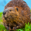 Beavers