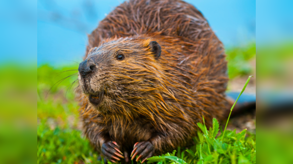 Beavers