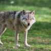 Grey wolf