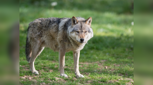 Grey wolf