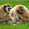 Gibbons