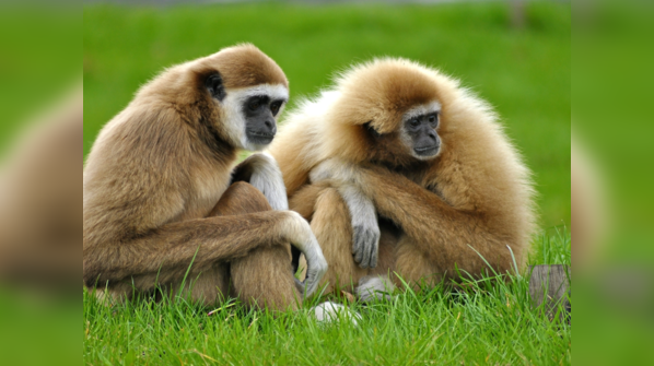 Gibbons