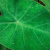 Arbi Leaves