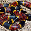 Eastern Coral Snake