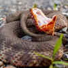 Cottonmouth