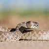 Bullsnake