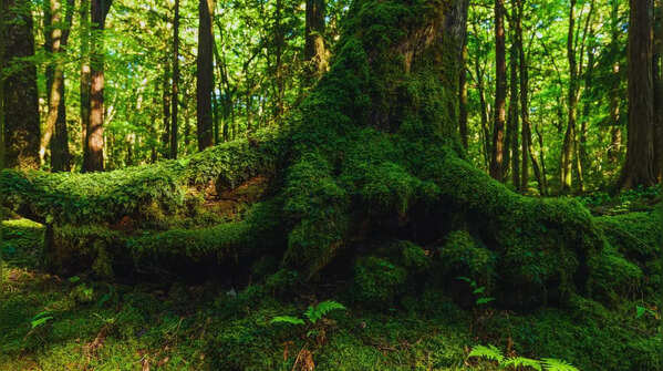 Volunteers patrol the forest