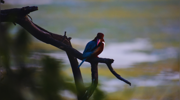 Thattekad Bird Sanctuary
