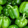 Bell Peppers