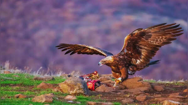 A haven for birdwatchers