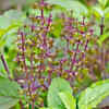 ​​How to take care of Tulsi plant