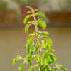 ​Attracts prosperity, harmony, and positive flow of energy