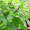 ​Cleanses karma and elevates the soul
