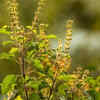 ​Strengthens devotion and connection to the divine