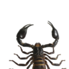 Article image for: <i class="tbold">scorpions</i>