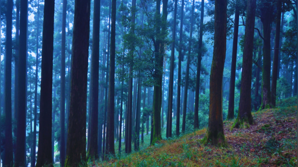 Kurseong
