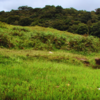 Mawphlang Sacred Grove 