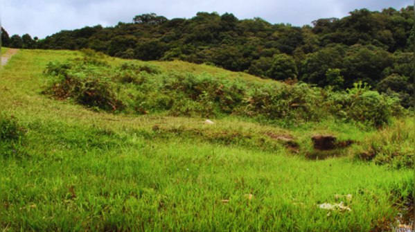 Mawphlang Sacred Grove
