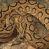 Some snakes give birth– no eggs involved