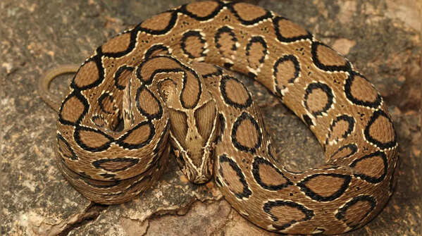 Some snakes give birth– no eggs involved